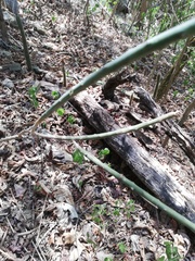 Acanthocereus fosterianus