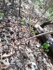Acanthocereus fosterianus