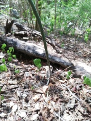 Acanthocereus fosterianus