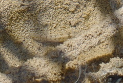 Cyprinodon nevadensis amargosae