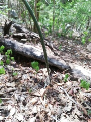 Acanthocereus fosterianus