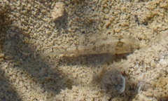 Cyprinodon nevadensis amargosae