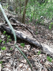 Acanthocereus fosterianus