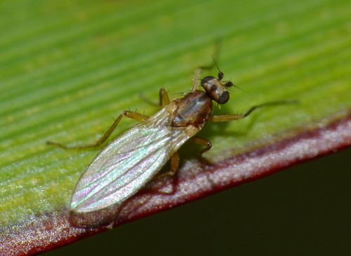 Small Grass Fly photo 4
