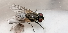 Musca domestica
