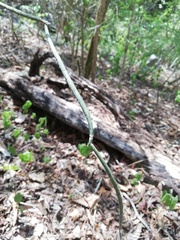 Acanthocereus fosterianus