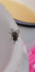 Musca domestica
