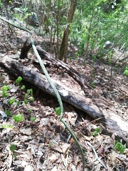 Acanthocereus fosterianus