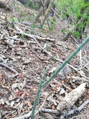 Acanthocereus fosterianus
