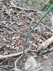 Acanthocereus fosterianus