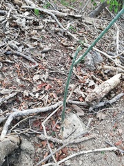 Acanthocereus fosterianus