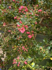 Magnoliopsida