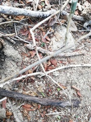 Acanthocereus fosterianus