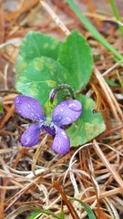 Viola fimbriatula