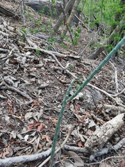 Acanthocereus fosterianus