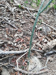 Acanthocereus fosterianus