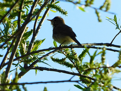 Acrocephalus scirpaceus