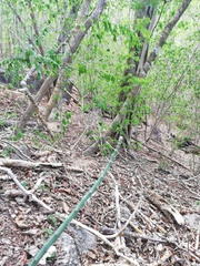Acanthocereus fosterianus
