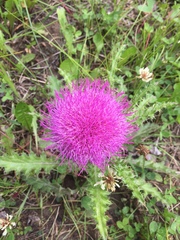 Cirsium drummondii
