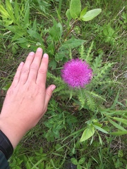 Cirsium drummondii