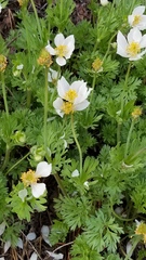 Anemone drummondii drummondii