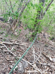 Acanthocereus fosterianus