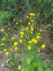 Ranunculus