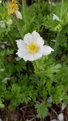 Anemone drummondii drummondii