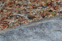 Thryophilus pleurostictus