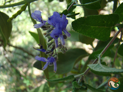 Salvia melissodora