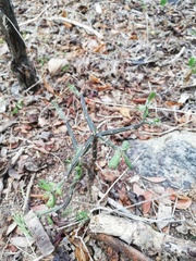 Pereskiopsis diguetii