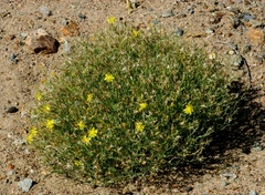 Askellia flexuosa