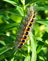 Acronicta geographica