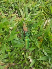 Psalidognathus friendii