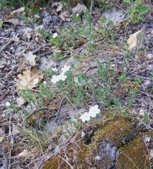 Arenaria montana