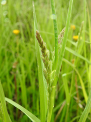 Dactylis glomerata