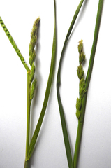 Dactylis glomerata