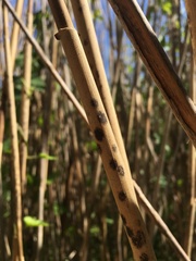 Puccinia phragmitis