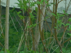 Melospiza melodia image