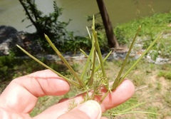 Scandix pecten-veneris