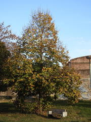 Tilia moltkei