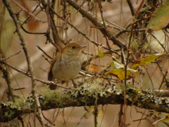Catharus occidentalis