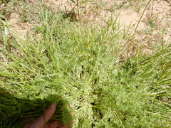 Scandix pecten-veneris