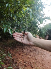 Nephila cornuta