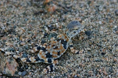Phrynocephalus versicolor