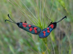 Zygaena oxytropis
