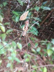 Nephila cornuta