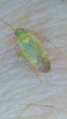 Miridae