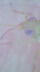 Miridae