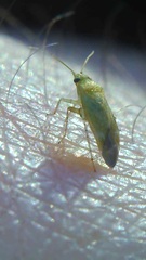 Miridae